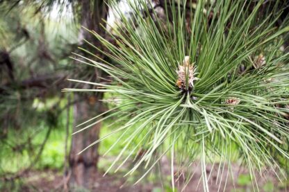 Pine needles - Suramin